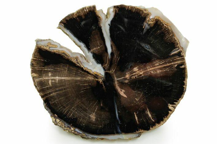 Petrified Wood (Schinoxylon) Round - Blue Forest, Wyoming #377592